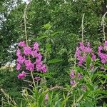 Epilobium angustifoliumVirág