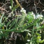 Heliotropium curassavicum Blomma