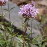 Monardella odoratissima Цветок