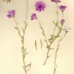 Xeranthemum annuum Costuma