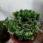 Selaginella tamariscina Folha