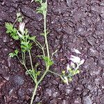 Fumaria muralis Yeri