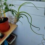 Tillandsia bulbosa Hoja