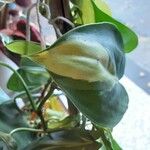 Philodendron cordatum Fuelha