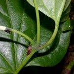 Piper multiplinervium Leaf