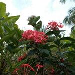 Ixora javanica Leht