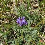 Oxytropis jacquinii অভ্যাস