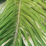 Araucaria columnaris Hoja