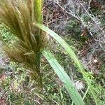 Andropogon bicornis Leaf