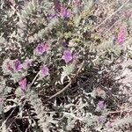 Echium angustifolium Flower