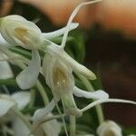 Habenaria procera Flor