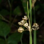 Sisyrinchium albidum Fruct