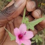 Pavonia urens Flor