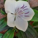 Tibouchina mutabilis പുഷ്പം