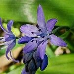 Hyacinthoides lingulata Kvet