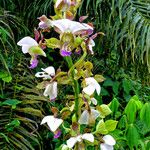 Eulophia horsfallii Flower