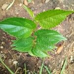 Celtis africana Folha