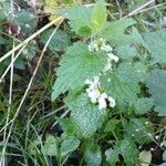 Lamium album (Habit)