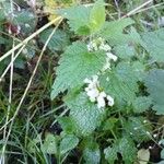 Lamium album Habitat