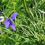 Delphinium ajacis Blad