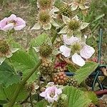 Rubus scaber Flower