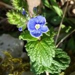 Veronica chamaedrys Cvijet