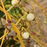 Cassytha filiformis ഫലം