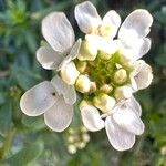 Iberis ciliata Flor