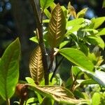 Magnolia globosa Leaf