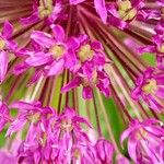 Allium aflatunense Kukka
