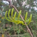 Plicosepalus sagittifoliusFlower