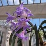 Worsleya procera Çiçek