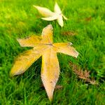 Liquidambar orientalis Leaf
