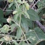 Silene baccifera Hoja