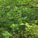 Ligustrum leucanthum Habit