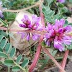 Astragalus echinatus Flower