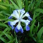 Iris laevigata Virág