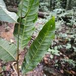 Talisia carinata Лист