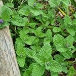 Salvia verticillata Plante entière