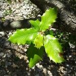 Quercus ilex পাতা