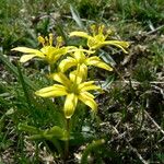 Gagea fragifera 花