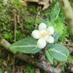 Chimaphila maculataFloare