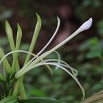 Corymborkis corymbis Flower