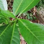 Voacanga africana Blad