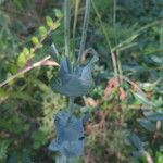 Blackstonia perfoliata Hostoa