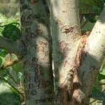 Salix aurita Bark