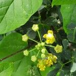 Cynanchum insipidum Flower