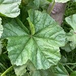 Malva neglectaFuelha