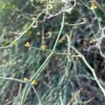 Ephedra foeminea Flower