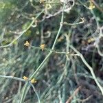 Ephedra foeminea Flors